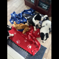 Mixed Breed - Bitches
