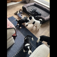 Mixed Breed - Bitches