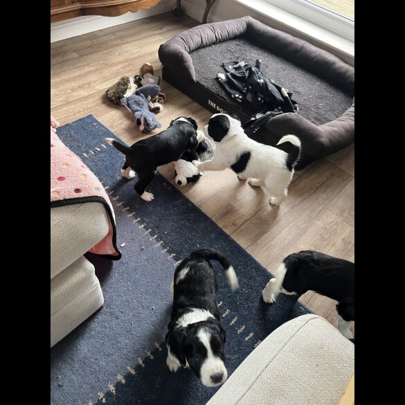 Mixed Breed - Bitches