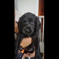 Mixed Breed - Both