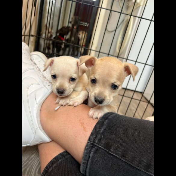 Mixed Breed - Both