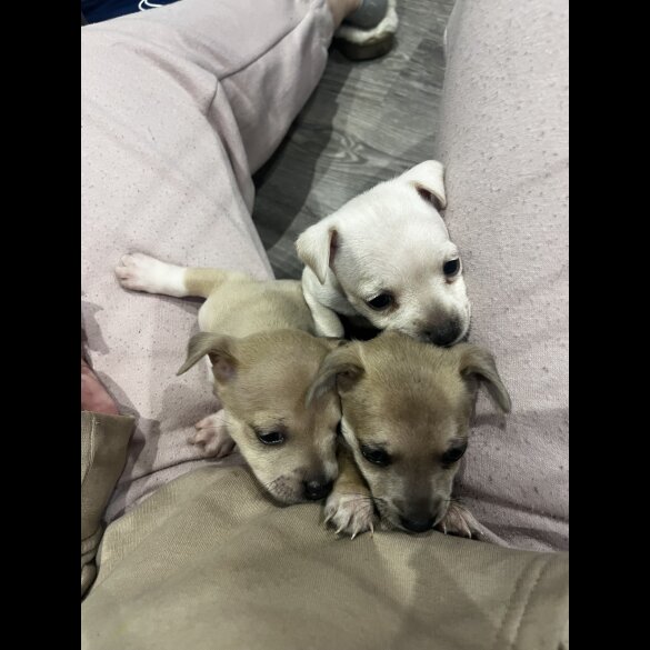 Mixed Breed - Both