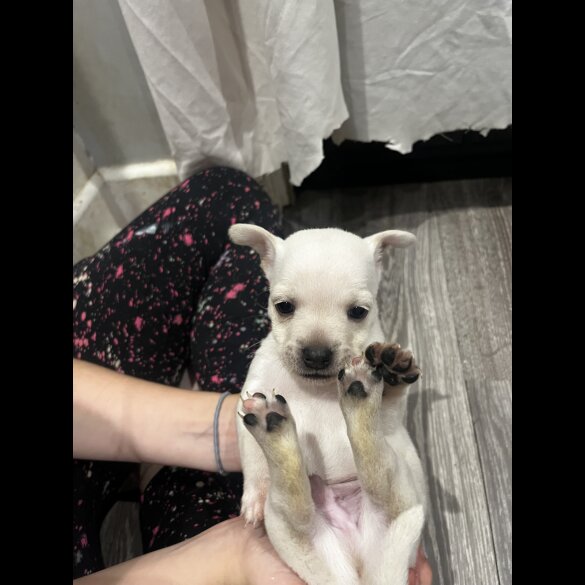 Mixed Breed - Both