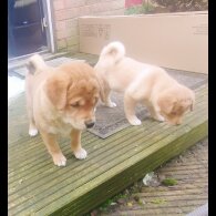 Mixed Breed - Both
