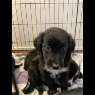 Mixed Breed - Dogs