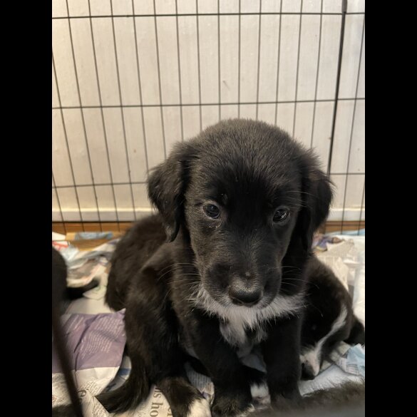 Mixed Breed - Dogs
