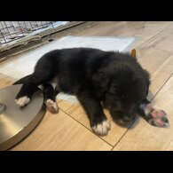 Mixed Breed - Dogs