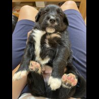 Mixed Breed - Dogs