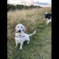 Mixed Breed - Dogs