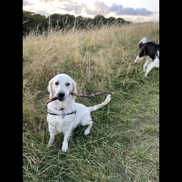 Mixed Breed - Dogs