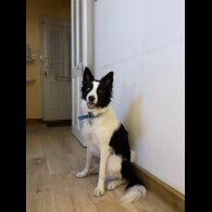 Mixed Breed - Dogs