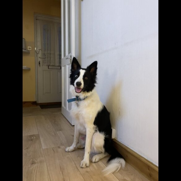 Mixed Breed - Dogs