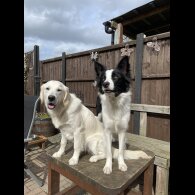 Mixed Breed - Dogs