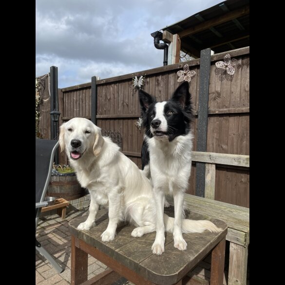 Mixed Breed - Dogs
