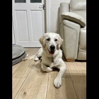 Mixed Breed - Dogs