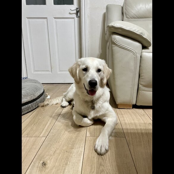 Mixed Breed - Dogs