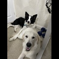 Mixed Breed - Dogs