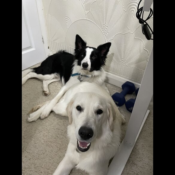 Mixed Breed - Dogs