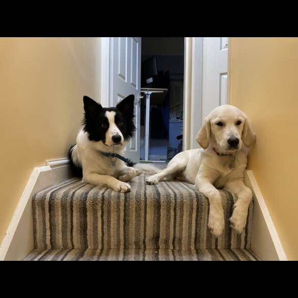 Mixed Breed - Dogs