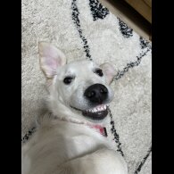 Mixed Breed - Dogs