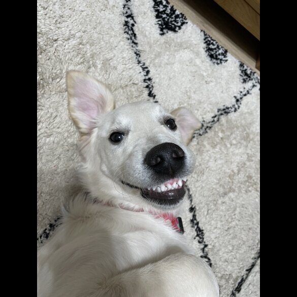 Mixed Breed - Dogs