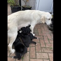 Mixed Breed - Dogs