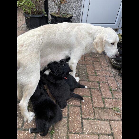 Mixed Breed - Dogs