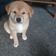 Mixed Breed - Both