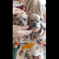 Mixed Breed - Both