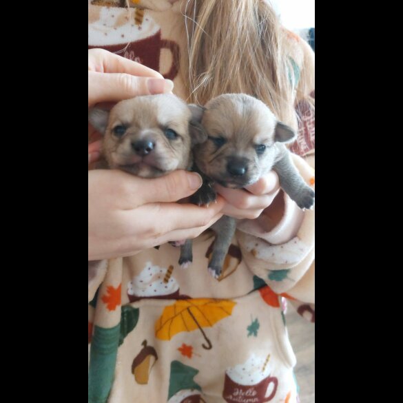 Mixed Breed - Both