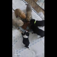 Mixed Breed - Both
