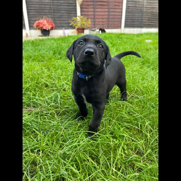 Mixed Breed - Both