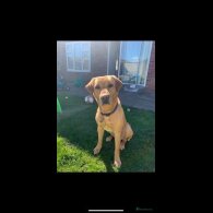 Mixed Breed - Both