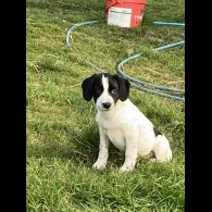 Mixed Breed - Both