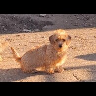 Mixed Breed - Bitches