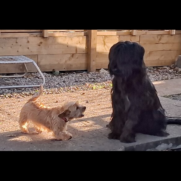 Mixed Breed - Bitches