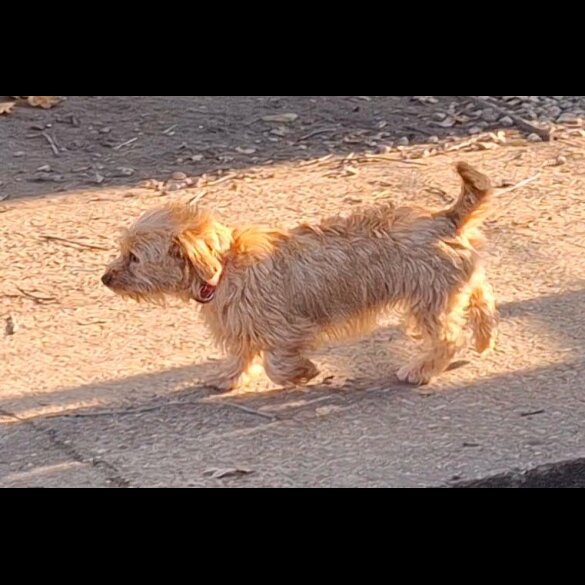 Mixed Breed - Bitches