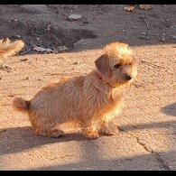 Mixed Breed - Bitches