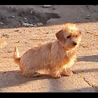 Mixed Breed - Bitches