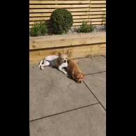 Mixed Breed - Bitches