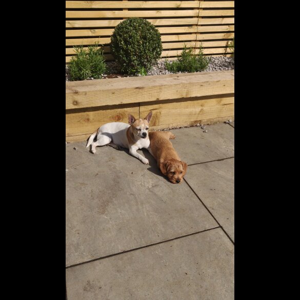 Mixed Breed - Bitches