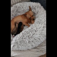 Mixed Breed - Both