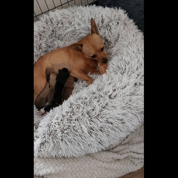 Mixed Breed - Both