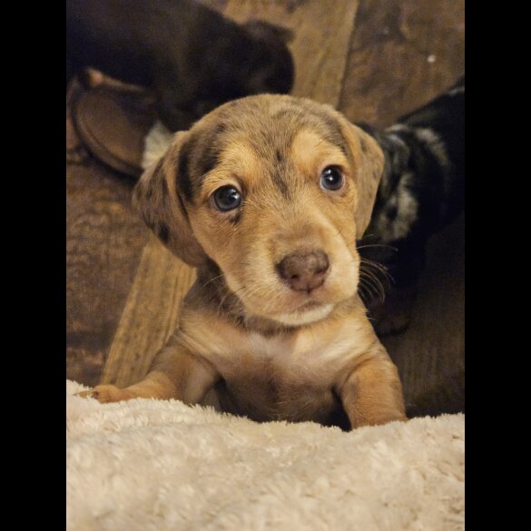Mixed Breed - Both