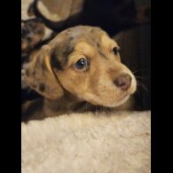 Mixed Breed - Both
