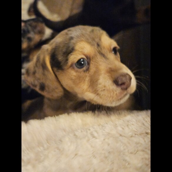 Mixed Breed - Both