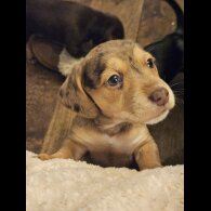 Mixed Breed - Both
