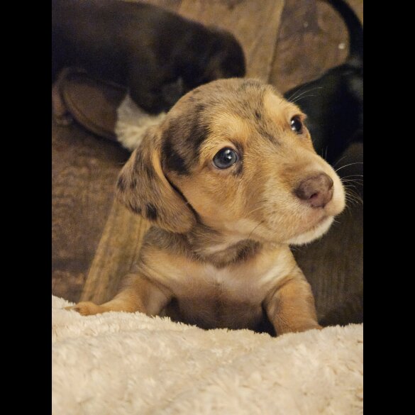 Mixed Breed - Both