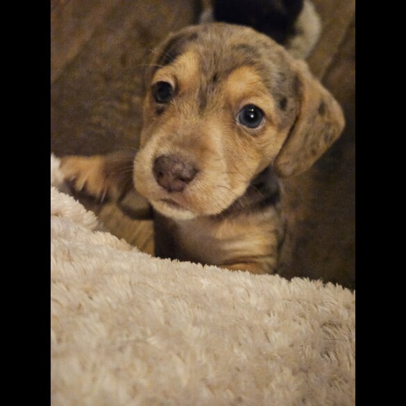 Mixed Breed - Both