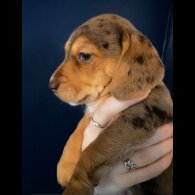 Mixed Breed - Both